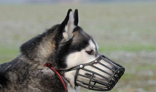 西安狗戴口罩吃瓜,狗狗戴口罩吃瓜，萌态十足引网友热议