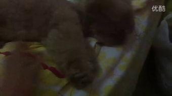 恶心吃瓜视频,从“吃瓜群众”到“恶心吃瓜视频”的演变