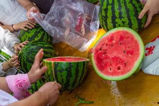 恶心吃瓜视频,从“吃瓜群众”到“恶心吃瓜视频”的演变