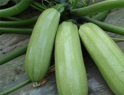 葫芦瓜吃有什么好处,养生佳品,健康生活必备
