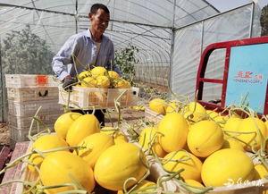 沁阳高中吃瓜,吃瓜群众揭秘校园生活点滴