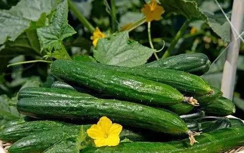 立秋吃四瓜,四瓜养生正当时