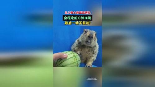 土拨鼠粉丝吃瓜,揭秘娱乐圈幕后真相