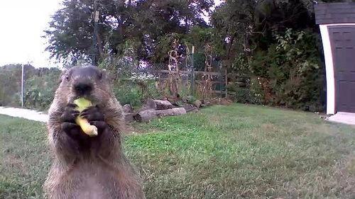 土拨鼠粉丝吃瓜,揭秘娱乐圈幕后真相