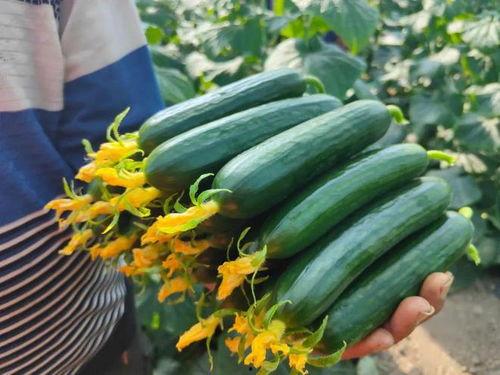 新鲜瓜可以吃吗怎么吃,如何正确食用