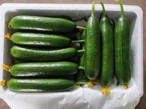 新鲜瓜可以吃吗怎么吃,如何正确食用