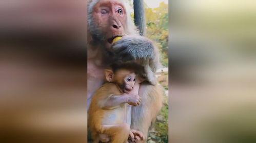 小猴宝宝吃瓜,小猴宝宝欢乐吃瓜记