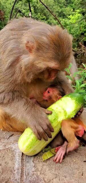 小猴宝宝吃瓜,小猴宝宝欢乐吃瓜记