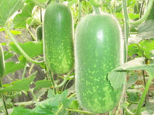 吃瓜满级收徒,吃瓜满级达人教你轻松成为瓜界高手