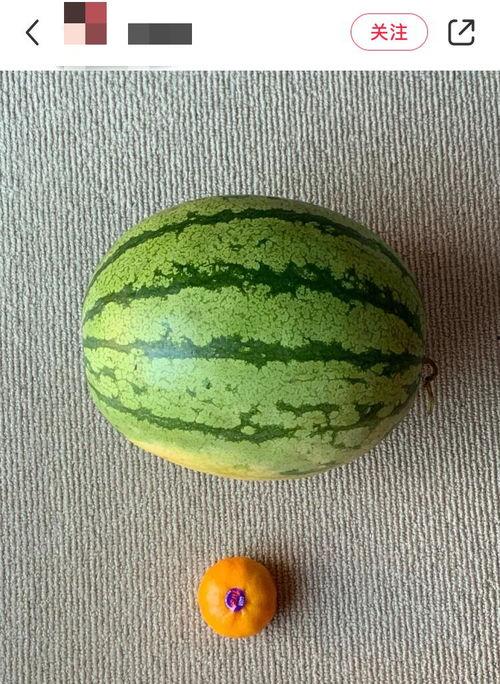 老外快速吃瓜,一秒吃遍全球瓜果