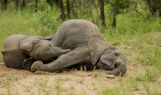 小象吃瓜图片大全,萌态十足萌化人心