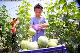 吃瓜群众河北铺,吃瓜群众的欢乐盛宴