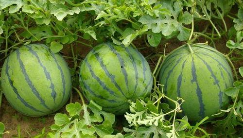 小可乐吃瓜,揭秘娱乐圈那些不为人知的幕后故事