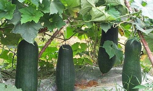 怎样消灭吃瓜叶的守瓜虫,彻底根除瓜叶守瓜虫的困扰