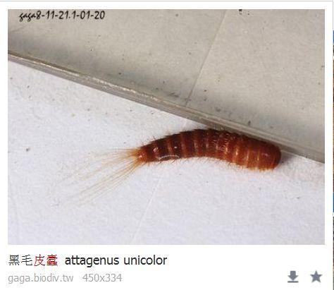 怎样消灭吃瓜叶的守瓜虫,彻底根除瓜叶守瓜虫的困扰