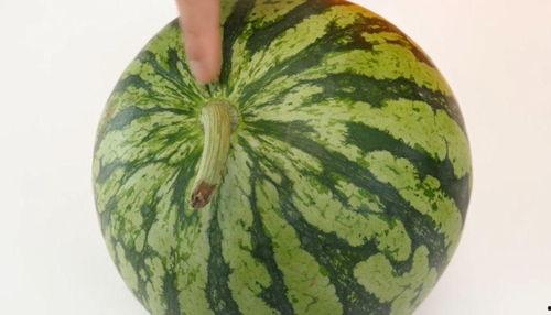 吃瓜和作业,作业不落——轻松应对学习与娱乐的平衡之道