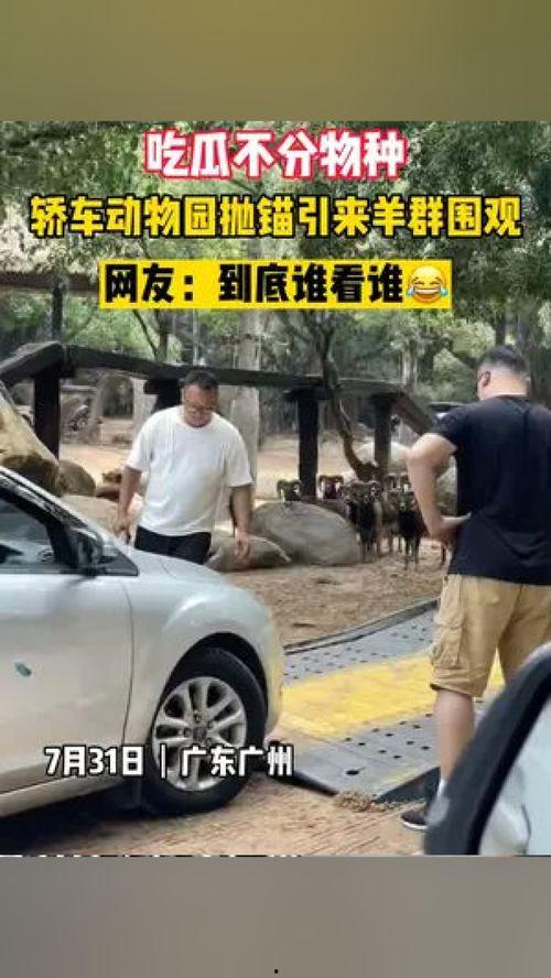 吃瓜不分真假,吃瓜群众狂欢记