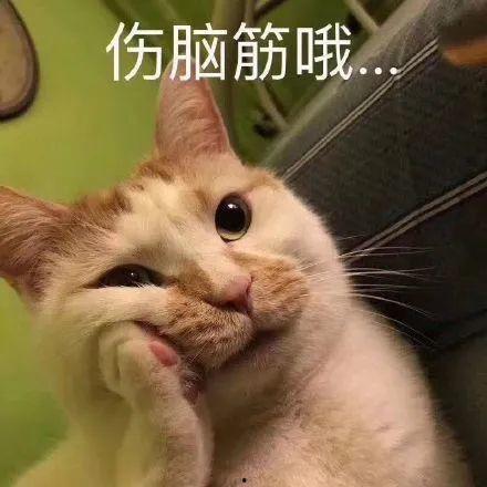 猫猫吃瓜的表情,揭秘喵星人吃瓜表情背后的秘密