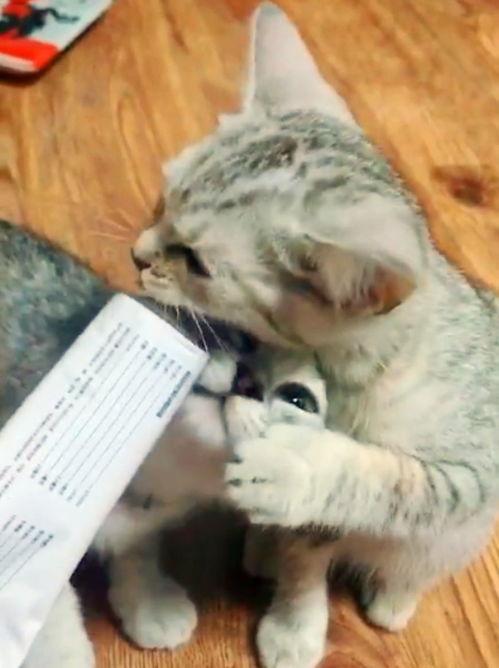 猫哥牛皮吃瓜,揭秘娱乐圈幕后故事