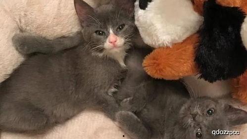 猫哥牛皮吃瓜,揭秘娱乐圈幕后故事