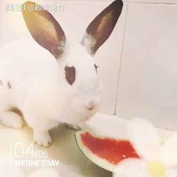 吃瓜兔原图,揭秘网络红人的魅力与争议