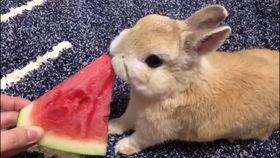 吃瓜兔原图,揭秘网络红人的魅力与争议