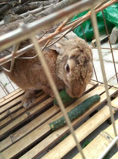 吃瓜兔原图,揭秘网络红人的魅力与争议