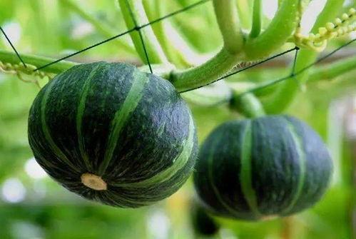 灵霄吃瓜后续,揭秘娱乐圈风云再起